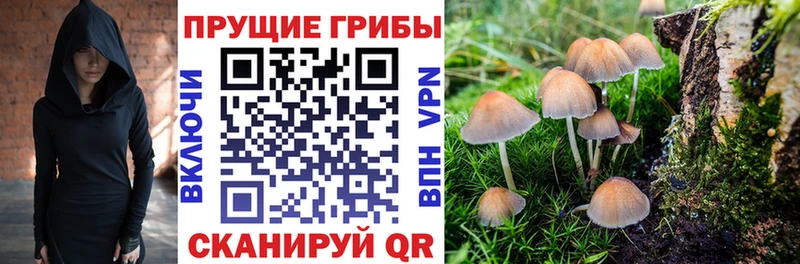 Галлюциногенные грибы Psilocybine cubensis  мега как войти  Дербент 